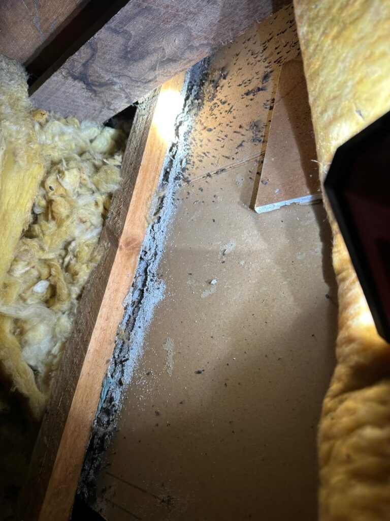 Mould Inspection Adelaide